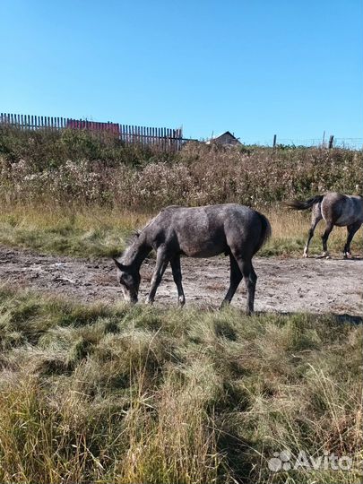 Орловские лошади