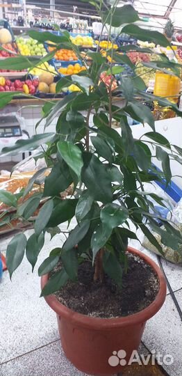 Фикус бенджамина