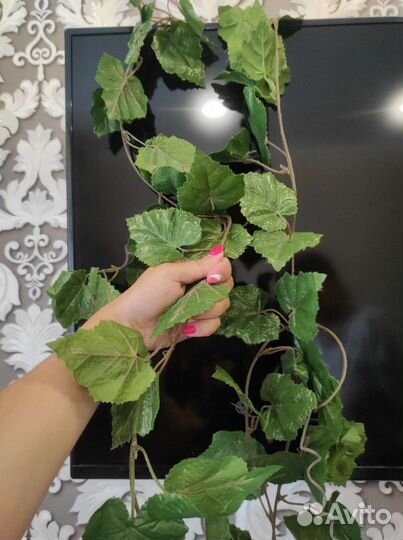 Цветок зелень