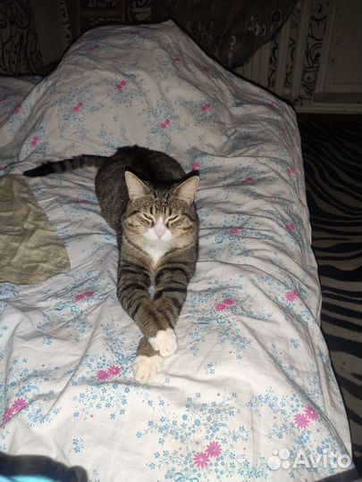 Кошки в добрые руки