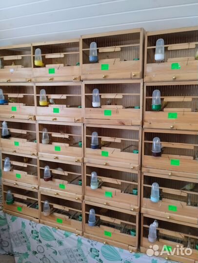 Кенара и канарейки оптом