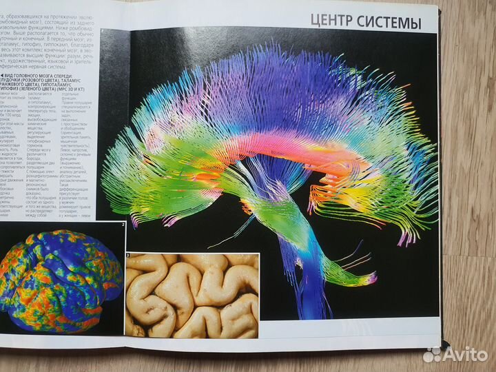 Большой атлас анатомии человека. Крутой Красочный