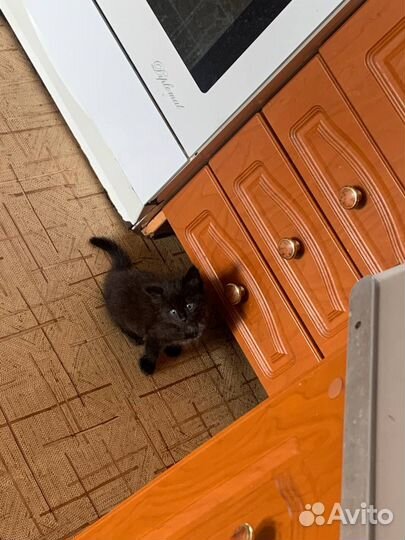 Котята в дар, 2 месяца, мальчик и девочка