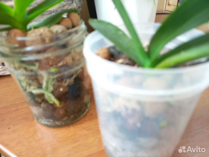 Орхидея мини