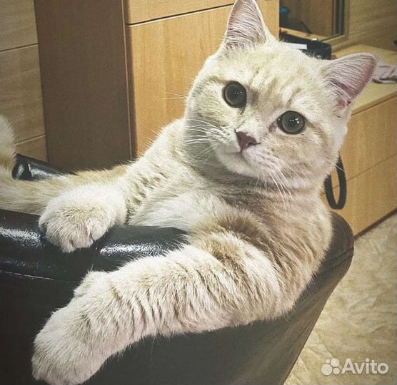 Британская прямоухая