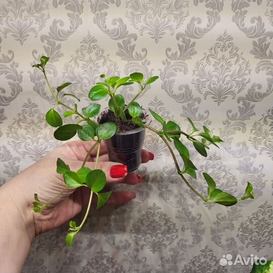 Диффебахия Камилла