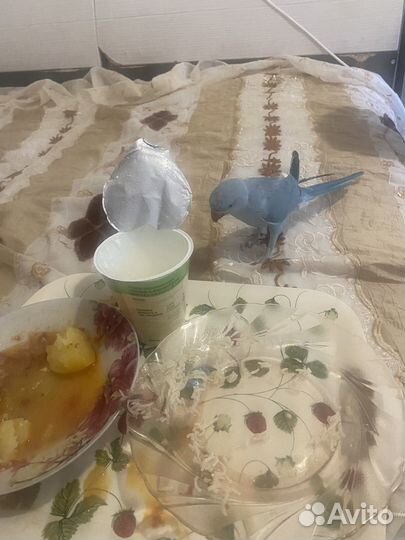 Продаю попугай ожереловые выкармаши