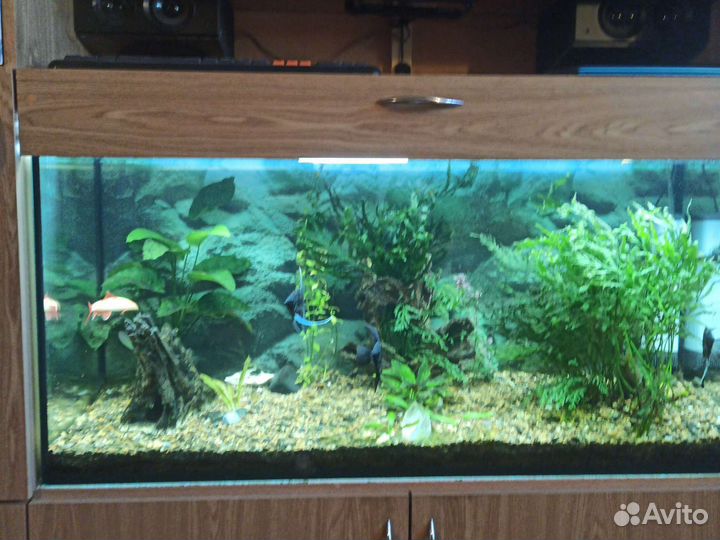 Аквариум под ключ, с рыбами, растениями и грунтом