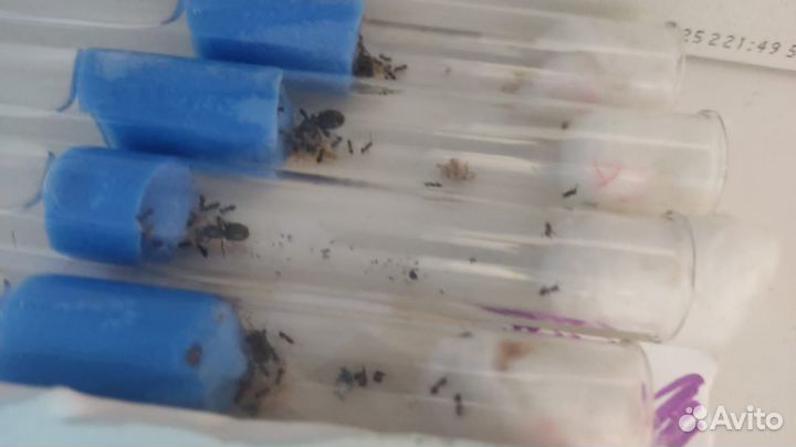 Муравьи Lasius Niger (черный садовый муравей)