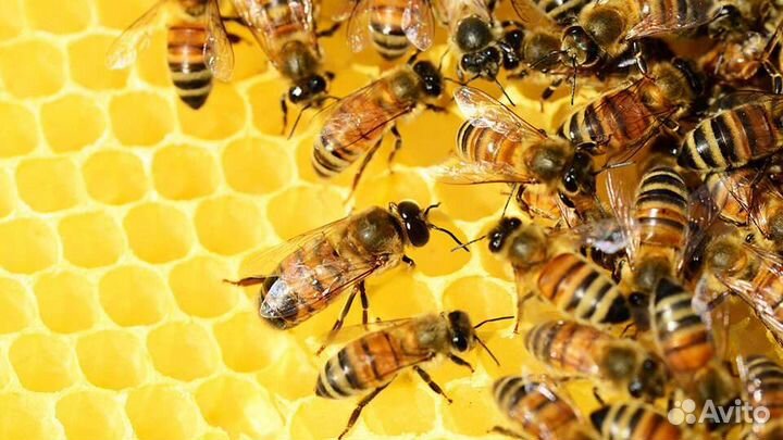 Пчелопакеты