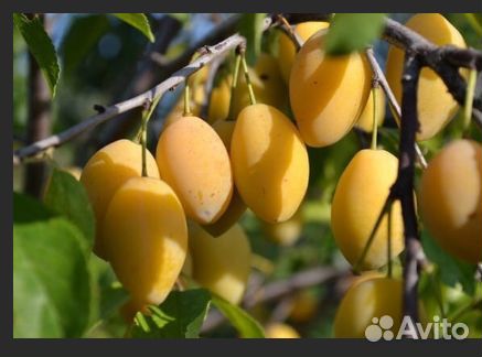 Саженцы желтой сливы и абрикосы