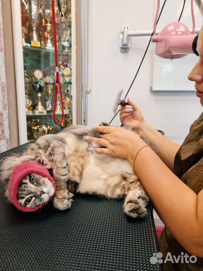 Стрижка, бритье, вычесывание кошек
