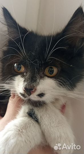 Котик в добрые руки