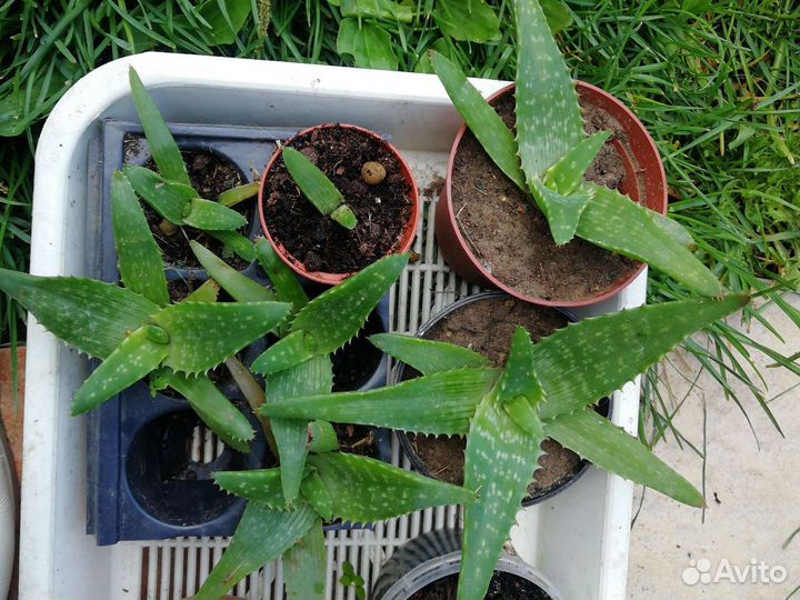 Алоэ тунисский (отростки)