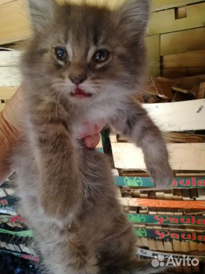 Кошка в дар