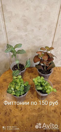 Сциндапсусы