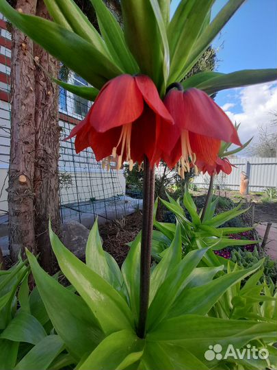 Рябчик императорский