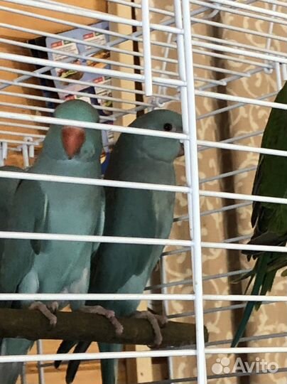 Крупные и средние попугаи разных видов. Питомник