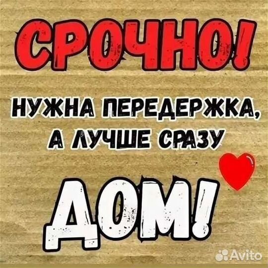 Кошка на счастье