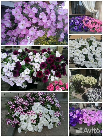 Ампельные петунии