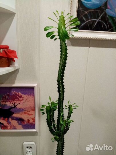 Молочай трехгранный