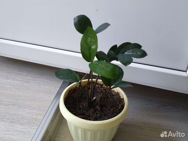 Замиокалькус-долларовое дерево,каланхоэ