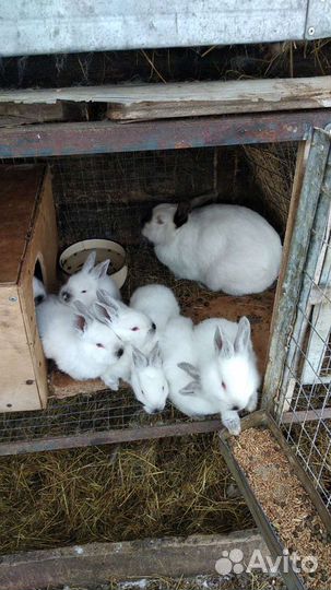 Калифорнийские кролики, бургундские,бабочка