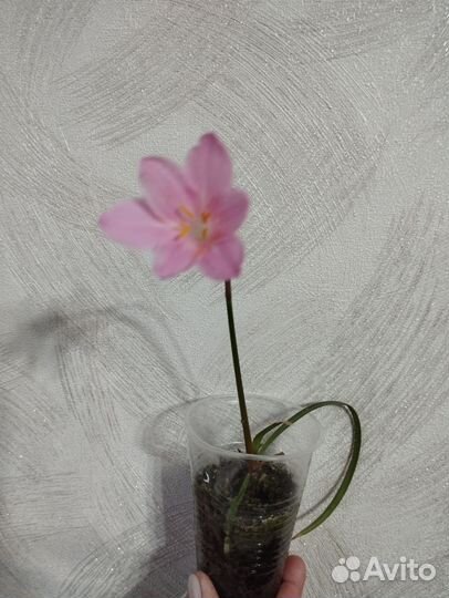 Комнатные цветы