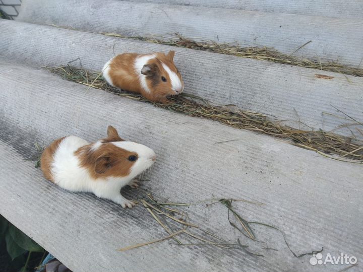 Морские свинки