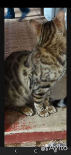 Бенгальский кот