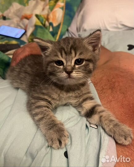 Котенок и кошечка шотландские