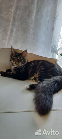 Котёнок мейн-кун