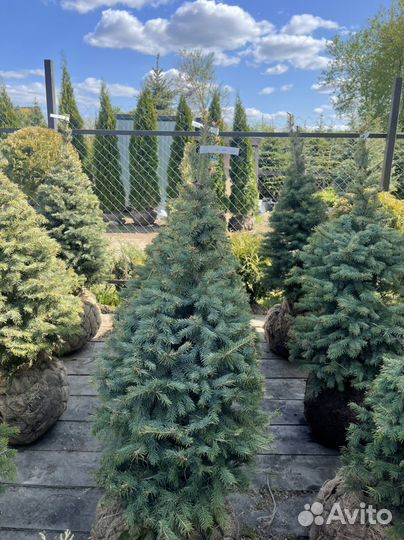 Ель голубая