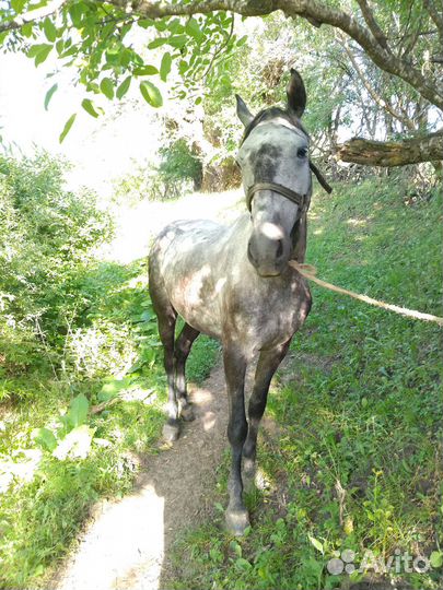 Продаю Мерин