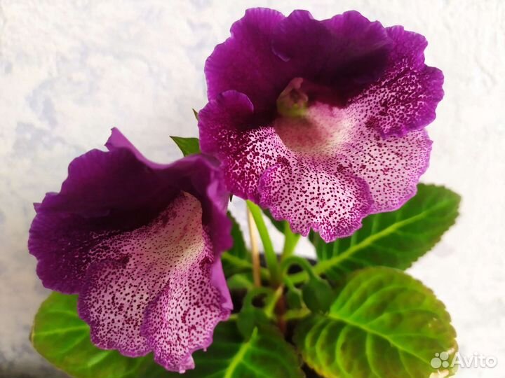 Мини глоксинии, эписции срез