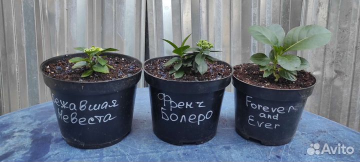 Черенки метельчатых гортензий