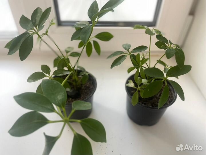 Комнатные цветы шефлера