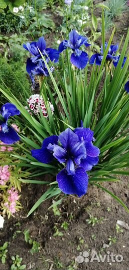 Садовые цветы и растения