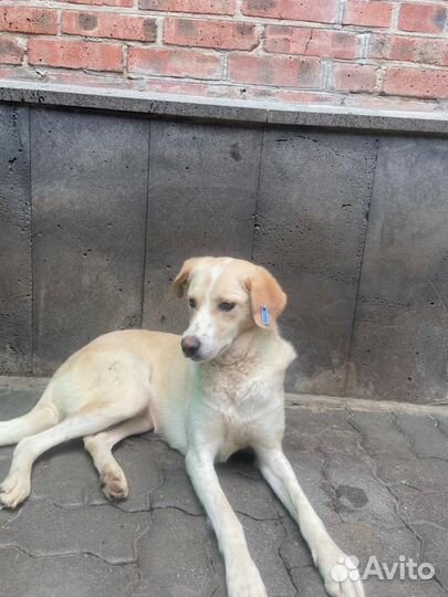 Помесь лабрадора