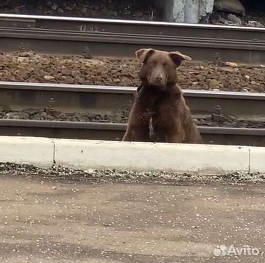 Шоколодный пёс ищет дом, выживает на ж/д вокзале