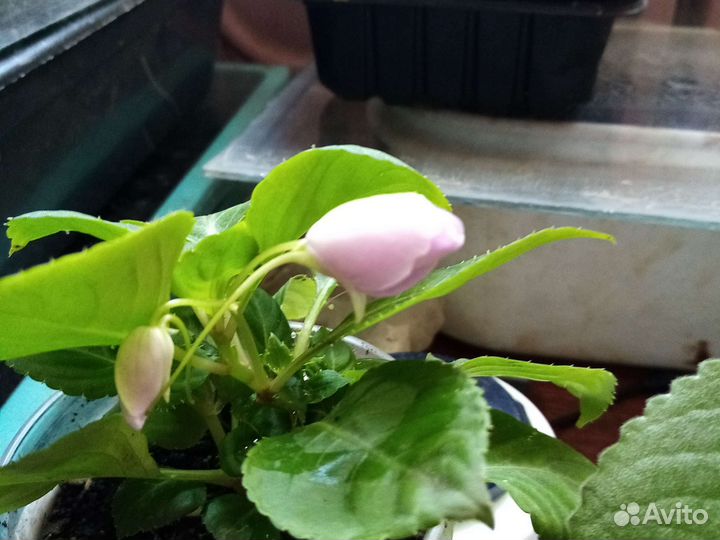 Комнатные цветы