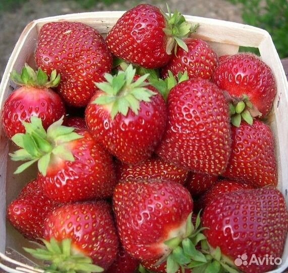 Рассада клубники