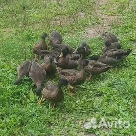 Подсадные утки чубарые