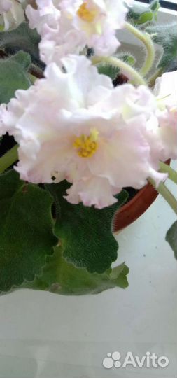 Сортовые фиалки