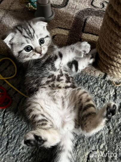 Шотландская вислоухая кошка