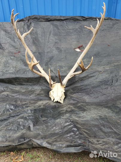 Рога оленя и лося