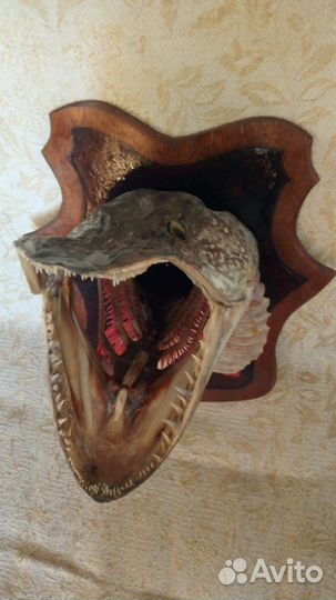 Чучело щуки