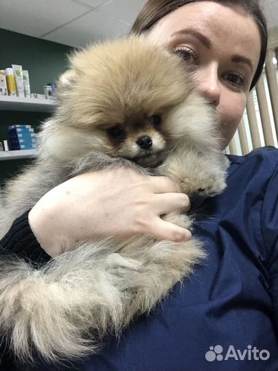 Помощник с питомцем