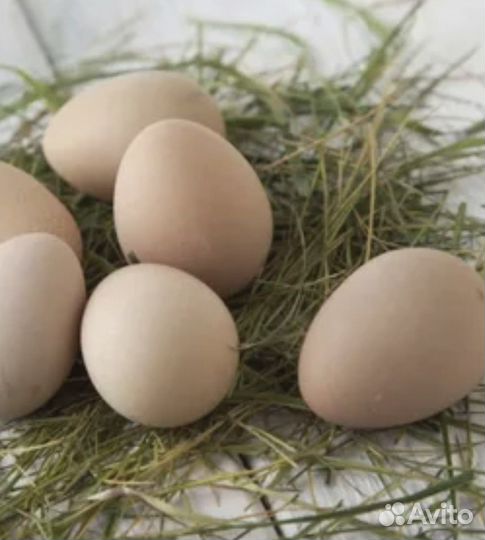 Яйца цесариные