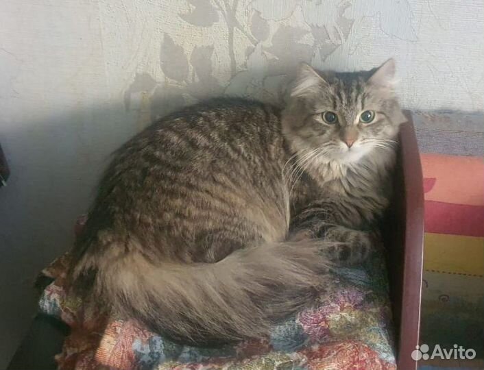 Пуша - сибирячка 1,5 года